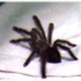 Angeh�ngtes Bild: pviiniihkoid.jpg