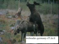 Angeh�ngtes Bild: poppen.jpg