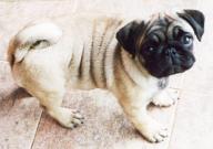 Angeh�ngtes Bild: mops_2.jpg