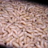 Angeh�ngtes Bild: 7_Maden_Lose.jpg