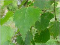 Angeh�ngtes Bild: birke.jpg