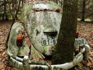 Angeh�ngtes Bild: K�fer angewachsen.jpg