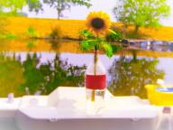 Angehngtes Bild: blume21 (2).jpg