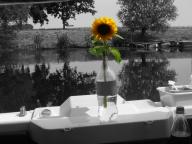 Angehngtes Bild: blume.jpg