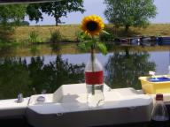 Angehngtes Bild: blume2.jpg