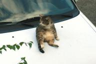 Angeh�ngtes Bild: katze.jpg