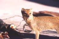 Angeh�ngtes Bild: Wiesel__280_29.jpg