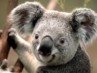 Angeh�ngtes Bild: Koala.jpg