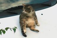 Angeh�ngtes Bild: Katze_001.jpg