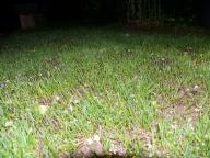 Angehängtes Bild: rasen.jpg