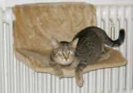 Angeh�ngtes Bild: katze_auge.jpg