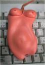 Angeh�ngtes Bild: sexy_mouse.jpg