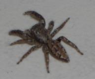 Angehngtes Bild: Spinne.jpg