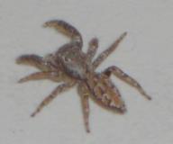 Angehngtes Bild: Spinne_01.jpg