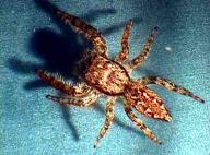 Angehngtes Bild: spin3_4.jpg