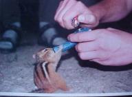 Angeh�ngtes Bild: kiffhoernchen.jpg