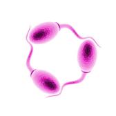 Angeh�ngtes Bild: sperm.jpg
