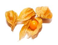 Angehängtes Bild: physalis.jpg