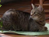 Angeh�ngtes Bild: RIMG1244.JPG