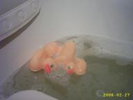 Angeh�ngtes Bild: vogelgrippe.jpg