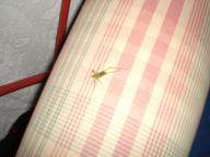 Angeh�ngtes Bild: CIMG0434.JPG