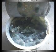 Angeh�ngtes Bild: schimmelkaese1_new.jpg