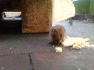 Angeh�ngtes Bild: P1031_04-08-11.jpg