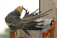 Angeh�ngtes Bild: putzen_1.jpg