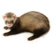 Angeh�ngtes Bild: big_129.jpg