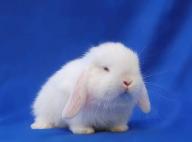 Angeh�ngtes Bild: 1903a21_23.jpg