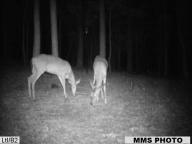 Angeh�ngtes Bild: Ltl Acorn 5210MM MMS Bild.jpg