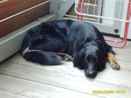 Angeh�ngtes Bild: Nora.JPG