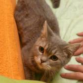 Angeh�ngtes Bild: ScreenHunter_21.jpg