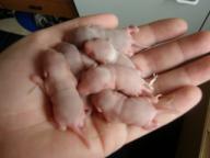 Angeh�ngtes Bild: klchenswurfvs1.jpg