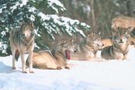 Angeh�ngtes Bild: Tier_110033.jpg