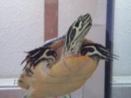 Angeh�ngtes Bild: Schildi1.JPG