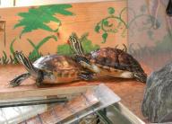 Angeh�ngtes Bild: Schildi2.JPG