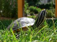 Angeh�ngtes Bild: Schildi_Bela.JPG