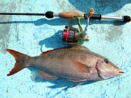 Angeh�ngtes Bild: Emperor.JPG