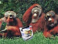 Angehngtes Bild: affen_und_ms.jpg