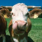 Angehngtes Bild: kuh.jpg