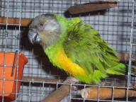 Angeh�ngtes Bild: Paul_001a.jpg