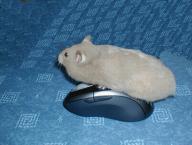 Angeh�ngtes Bild: P1010016_a.jpg