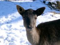 Angehngtes Bild: Lusi.JPG