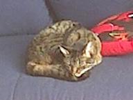 Angeh�ngtes Bild: katze.JPG