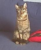 Angeh�ngtes Bild: katze2.JPG