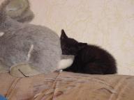 Angeh�ngtes Bild: Forum4.jpg