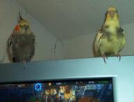 Angehngtes Bild: vgel.jpg