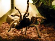 Angehngtes Bild: rote5.jpg