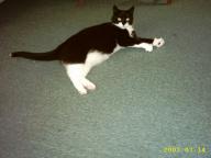 Angehngtes Bild: Tom.jpg